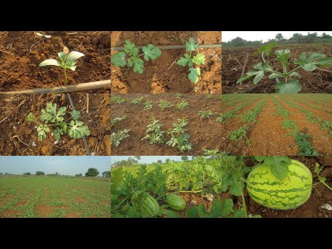 Watermelon plant growth from day 1 to 50 days cultivating process || watermelon seed to fruits