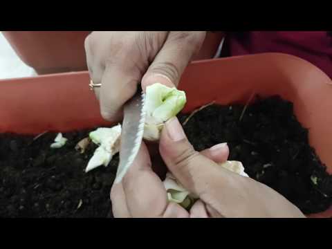 25. ????????? ????? ?? ????? ????? ||Easiest way of growing cabbage at home ||