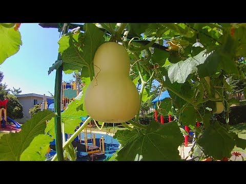 How to grow butternut squash - Episode 05