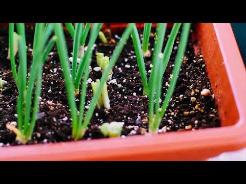 Growing CHIVES from scraps in a Container