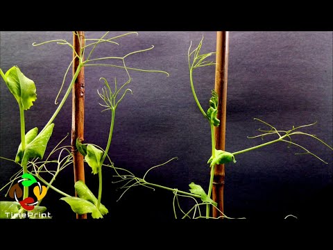 Pea Plant Growing Time Lapse |  55 Days In 2 Minutes