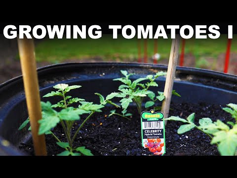 How to grow tomatoes, p. 1: Preparing and planting