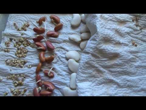 Sprouting & Planting Grocery Store Dry Bulk Soup Beans