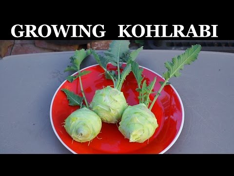 Growing Kohlrabi In Raised Beds - How To Grow Kohlrabi
