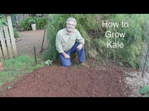 How to Plant and Grow Kale