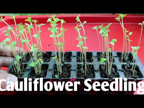 How to grow Cauliflower from Seeds| Winter Vegetable Seedling | ??????? ?? ??? ?? ???? ?????