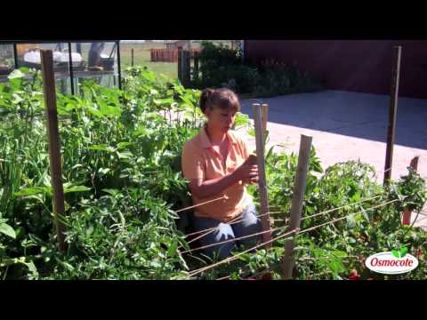 How to Stake Tomatoes: The Florida Weave