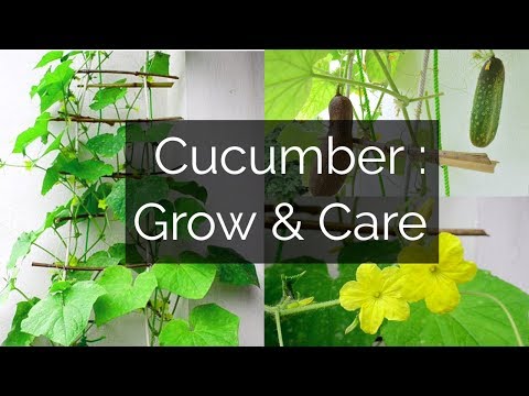 Cucumber: Growing & Caring // Garden Up