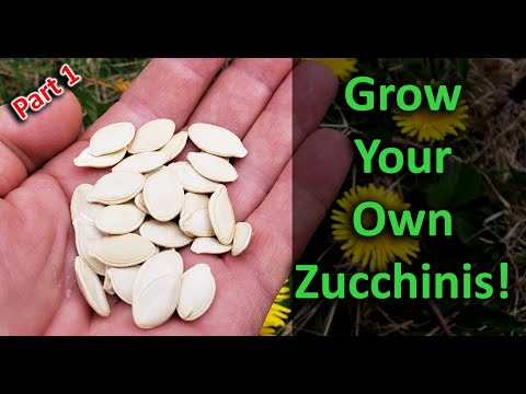 Growing Zucchinis The Right Way - Part 1 of 3