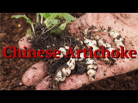 Chinese Artichoke: Stachys affinis