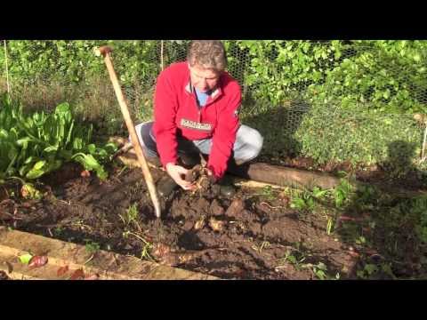 HOW TO GROW PARSNIPS - CROPPING