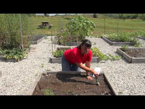 How to Grow Watermelons & Cantaloupes : Growing Melons