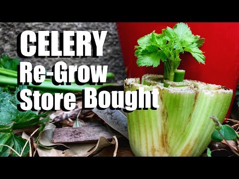 How to Grow Celery the Easy Way From Organic Store Bought Celery (Inside or Outside)