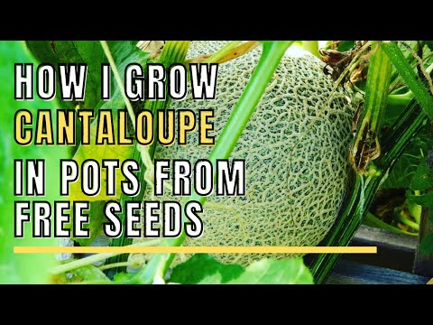 Growing Cantaloupe in Pots From Free Seeds #growingcantaloupe