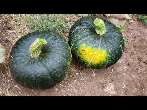 When to harvest winter squash (kalabasa)