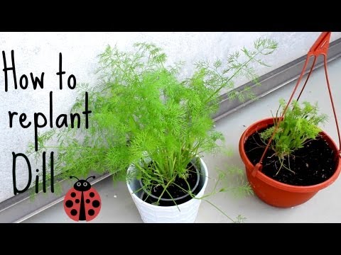 How to replant herbs (dill) - inspired by "Back to Eden"