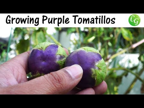Growing Purple Tomatillos - How To Grow Purple Tomatillos In Containers
