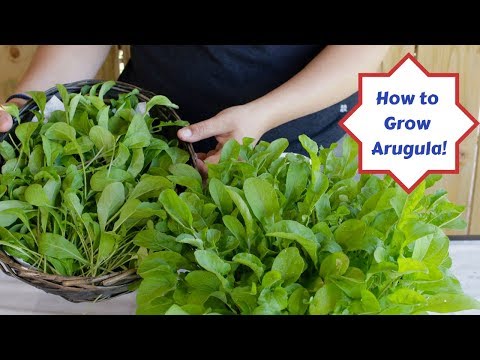 How to Grow Arugula with Assyrian Dishes!