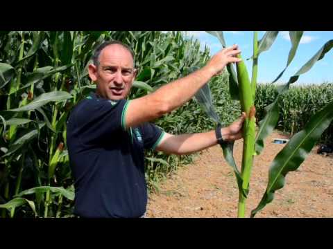 How a corn plant grows