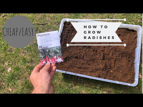 How To Grow Radishes In Containers (Cheap/Easy)
