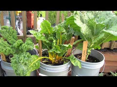 5 Gallon Container Plants (Full Size Examples): Kale, Chard, Peas, Lettuces & Tomatoes - TRG 2015