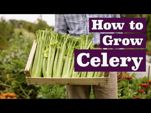 How to Grow Celery, with the results in August from a first sowing in March