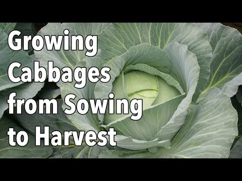Growing Cabbages from Sowing to Harvest