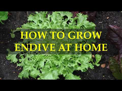 HOW TO GROW ENDIVE AT HOME