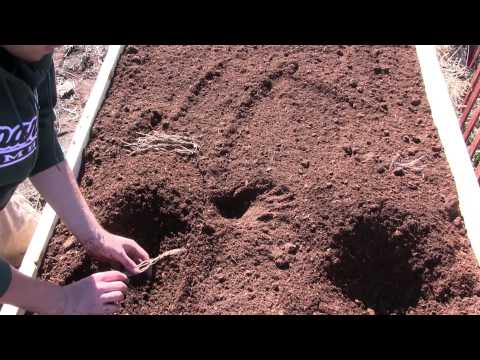 Planting Asparagus Crowns In a NEW Raised Bed