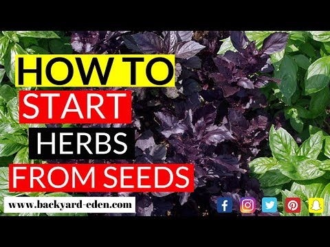 How to start herbs from seed | Seed starting herbs for beginners