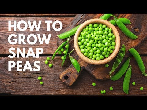 How to Plant and Grow Snap Peas (using transplants)