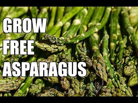 How to Grow Asparagus for FREE - Dividing Asparagus Roots