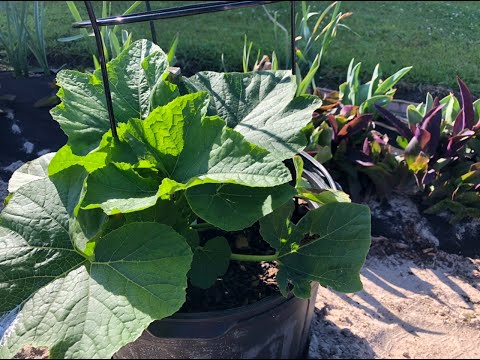 How to Plant Summer/Winter Squash/Zucchini In Containers /Beautee in the Garden