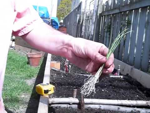 Planting and Growing Leeks Is Easy