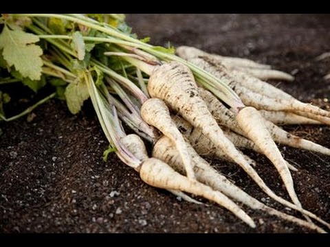 HOW TO  GROW PARSNIPS