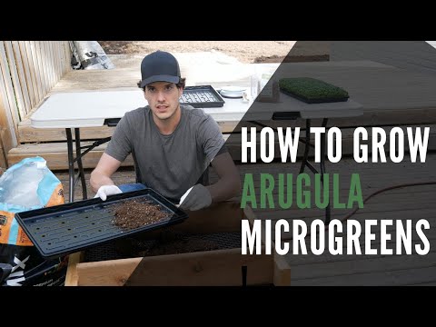 Arugula Microgreens How To Grow From Seed To Harvest With Step-By-Step Instructions!