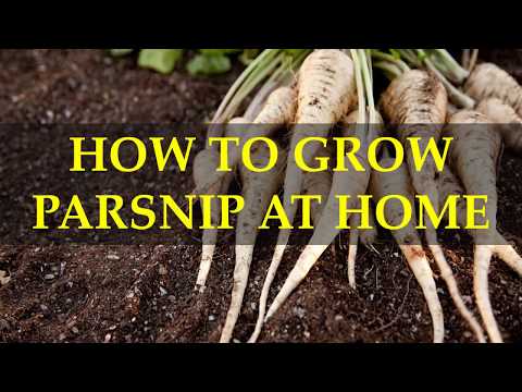HOW TO GROW PARSNIP AT HOME