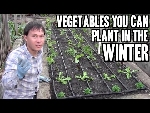 Vegetables You Can Plant in the Winter to Garden Year Round