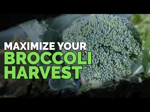 5 MUST-FOLLOW Tips for Harvesting Broccoli!