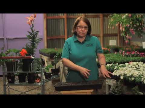 How to Plant Seeds for a Home Herb Garden