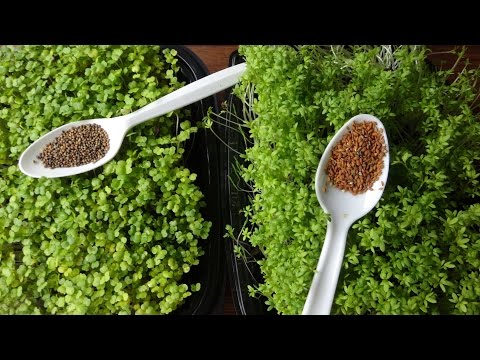 Growing Microgreens - How to Grow Garden Cress and Arugula Microgreens