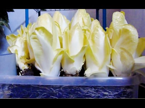 How to grow chicory/endive at home (indoors) ??