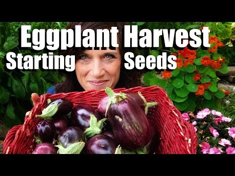 Eggplant Harvest and How to Start Eggplant from Seed
