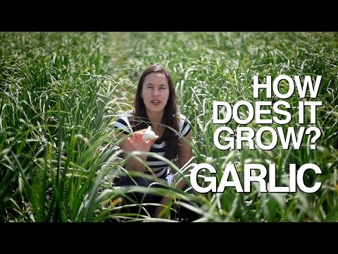 GARLIC | How Does it Grow?