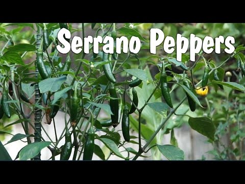 Serrano Peppers - How to grow Serrano Pepper in containers
