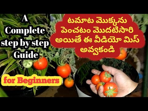 ???? ??????? ??????? ?????? ||How To Grow Tomatoes At Home (SEED TO HARVEST) for Beginners special