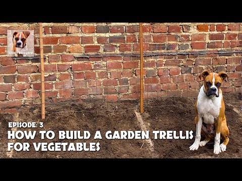 How to Build a Garden Trellis  for Vegetables - Ollie's Backyard