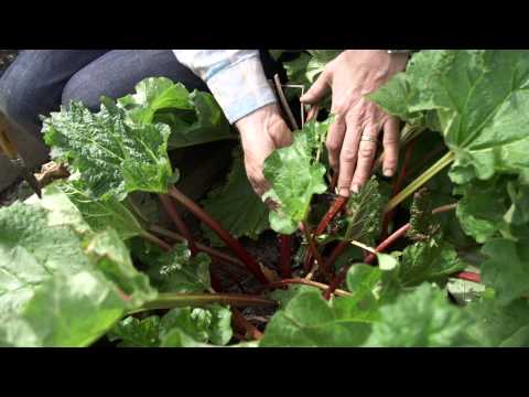 How to grow Rhubarb
