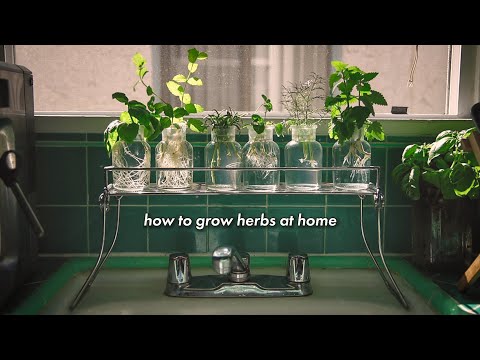 how to grow herbs at home without soil ??