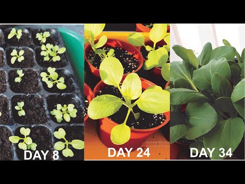 How to grow Pak Choy from seed in just 34 days! ?????34???????????